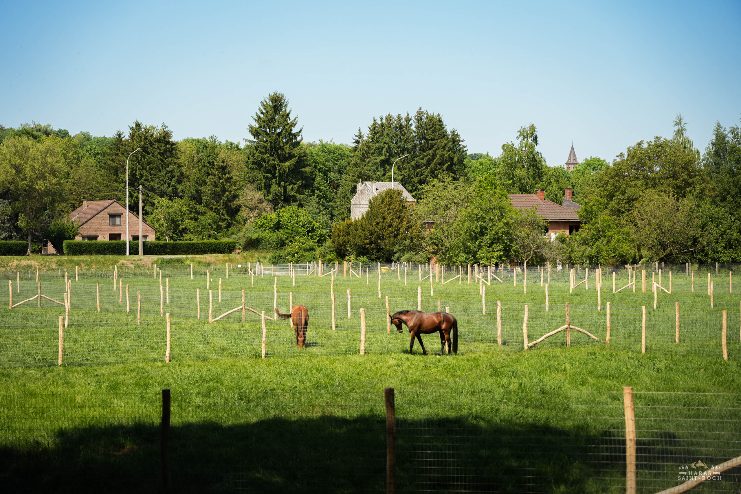 HarasSaintRoch-centre-equestre-2025-094