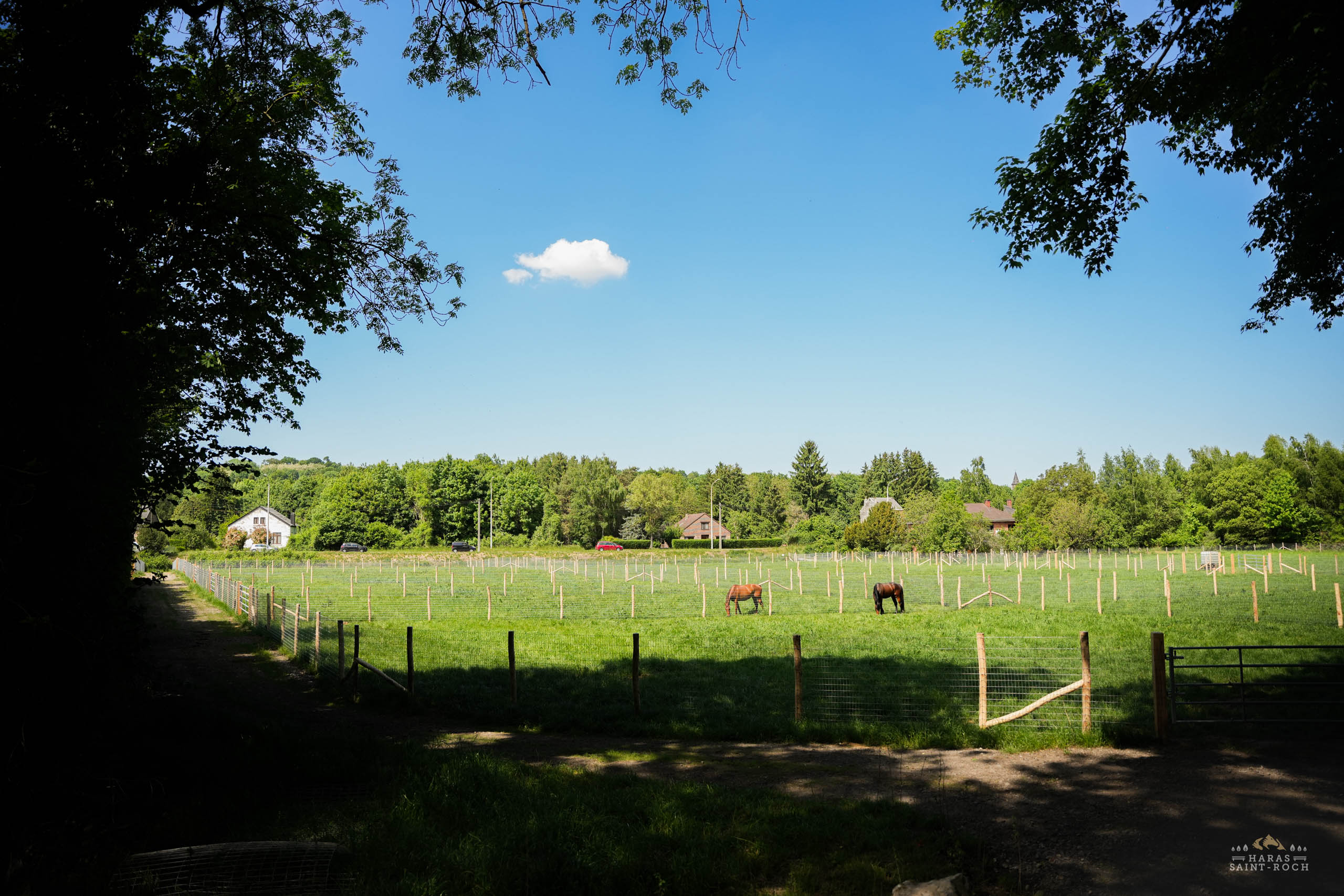 HarasSaintRoch-centre-equestre-2025-095