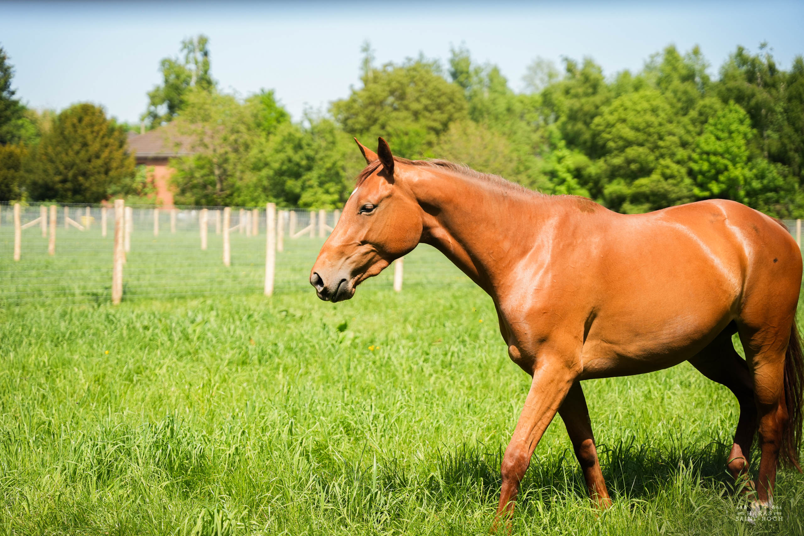 HarasSaintRoch-centre-equestre-2025-097